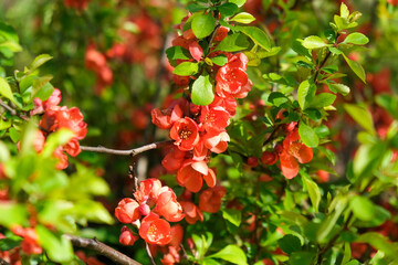 Red quince flowers blooming in garden