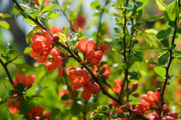 Obraz premium Red quince flowers blooming in garden