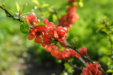 Obraz premium Red quince flowers blooming in garden