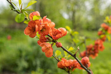 Red quince flowers blooming in garden