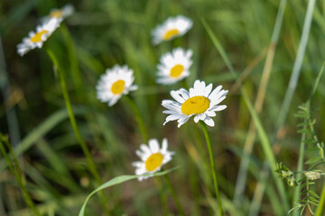 Close-up of meadow flowers