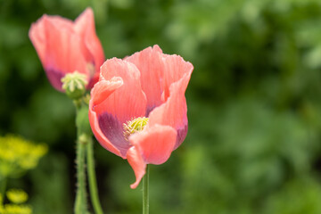 Poppy flower in the garden