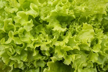 Fotobehang Fresh green lettuce salad close-up © GintsBerzins