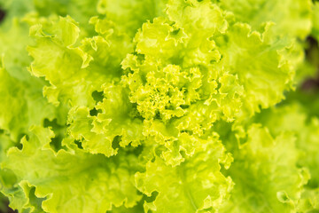 Fresh green lettuce salad close-up