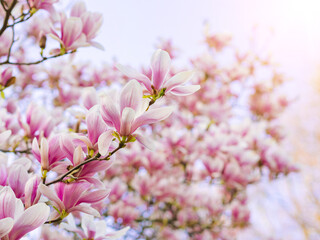 Branch magnolia pink blooming tree flowers in soft light. Purple tender blossom Magnoliaceae soulangeana in sunny spring day in garden Spring time Natural floral background. Botanical garden concept