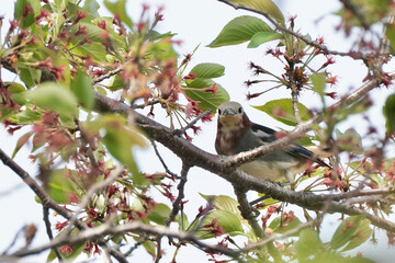 chestnut cheeked starling on a branch