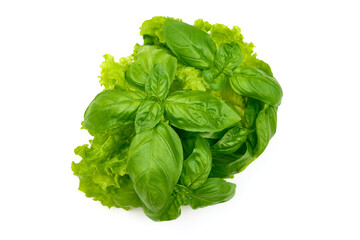 Basil bunch with lettuce, isolated on white background. High resolution image.