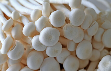 Many fresh mushrooms, close-up photos