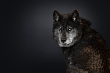 Head shot of black American Wolfdog with mesmerizing light blue eyes. Looking over shoulder towards...