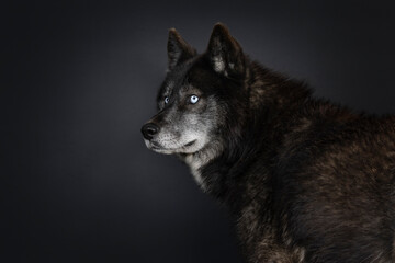 Head shot of black American Wolfdog with mesmerizing light blue eyes. Profile shot. Mouth closed. Looking to the side. Isolated on a black background.