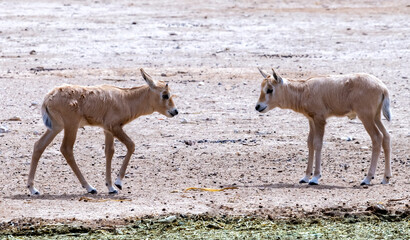 Young animals of antelope Arabian white oryx (Oryx dammah) inhabits native environments of Sahara desert, recently introduced into nature reserves of the Middle East