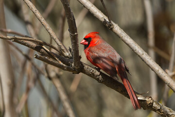 Northern Cardinal perched in a tree. Captured in Richmond Hill, Ontario, Canada.
