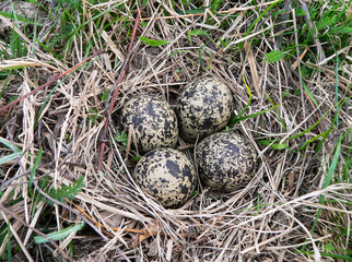 Naklejka na ściany i meble Lapwing nest in a meadow in the floodplain of the Pripyat River