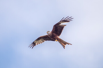 Obraz premium Red Kite (Milvus milvus) flying in a blue sky above mid-Wales