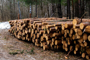 Wycinka lasu, ścięte drzewa, drewno po ścince, bale drewna ułożone w stosie, stosy drewna