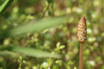 野の草を背景にした一本のつくしのアップ。右寄り