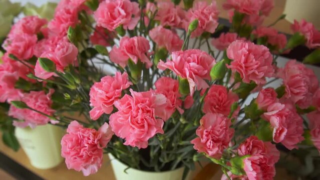 Close-up of a large number of pink carnations in a tin vase with handles on the background of other flowers on sale. The flowers are on display in a flower shop. Flower business.