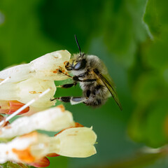 A dark edged beefly (Bombylius major) feeding from a flower