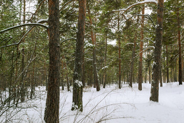 Pine winter snowy forest on a cloudy frosty day