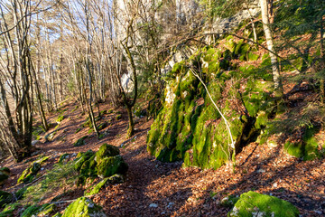 Sunset forest on the hiking trail to Mont Veyrier and Mont Baron, a scenic mountain hike in Annecy,...