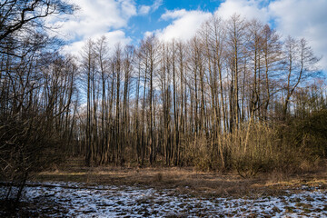 las po zimie, wiosenny las, roztopy w lesie 