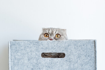 Portrait of a funny pedigreed Scottish fold cat, looking out of a gray felt basket box
