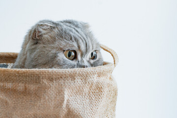 striped gray mischievous kitten tricky looks out of the bag with its eyes on a white background.