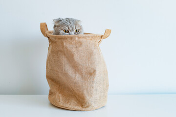 striped gray mischievous kitten tricky looks out of the bag with its eyes on a white background.