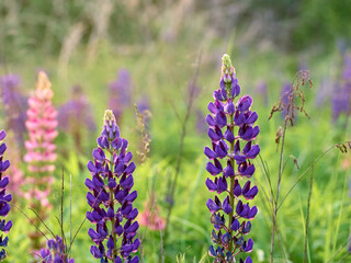 Lupin flowers blooms in the field.