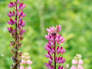 Lupin flowers blooms in the field.
