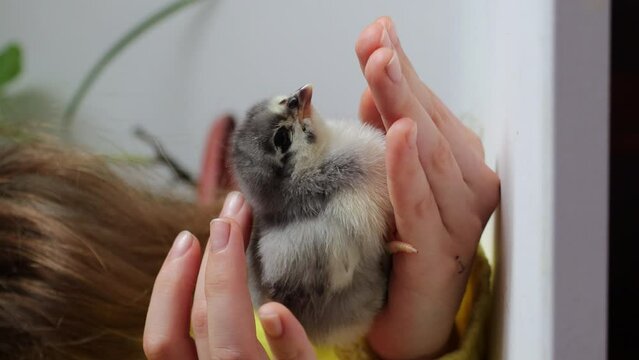 A small dark chicken squeaks on the girl's hand, she takes care of a pet. vertical video