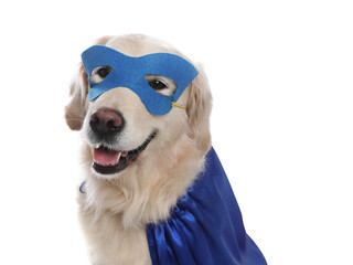 Adorable dog in blue superhero cape and mask on white background