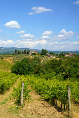 Fototapeta na wymiar Vineyards of Chianti near Siena