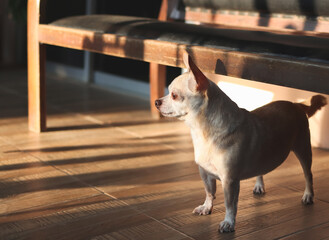 curious  Chihuahua dog standing on the floor by vintage sofa in morning sunlight.