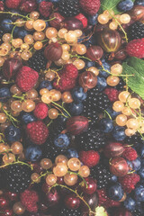 Gooseberries, blueberries, mulberry, raspberries, white and red currants.