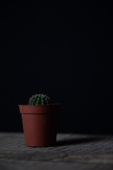 A small cactus in a pot on a table, shot in low key on a dark background.