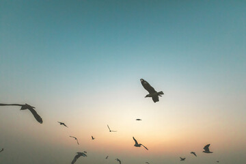 Seagull bird flying on sea at Bang poo, Samutprakan, Thailand.