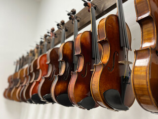 Row of multiple violins with white background hanging on the wall, musician workshop