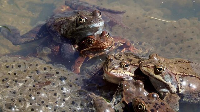 Common frog (Rana temporaria), also known as European common frog in a pond with mountain frog eggs. Frogs spawning. Reproduction