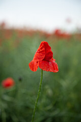 Macro photography of a red poppy. Field with red poppies.