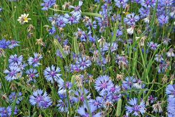 Fototapeta premium Field of Cornflowers, Castelluccio di Norcia, Italy 