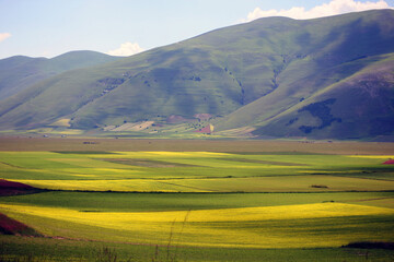 Fields of lentils and wild flowers Castelluccio di Norcia, Italy
