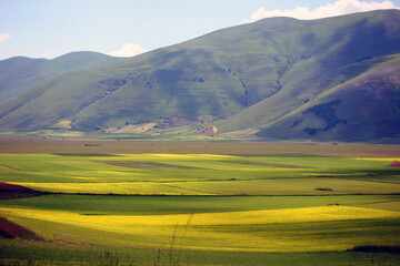 Fototapeta premium Fields of lentils and wild flowers Castelluccio di Norcia, Italy 