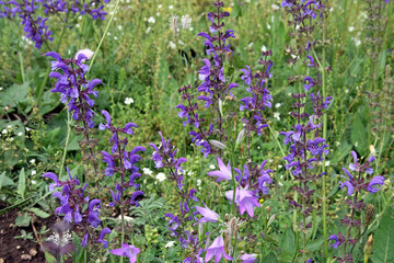 Fototapeta premium Meadow Clary flowers, Castelluccio di Norcia, Italy 