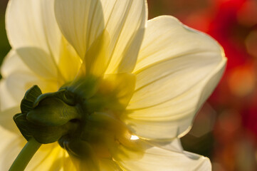 Obraz premium Dahlia