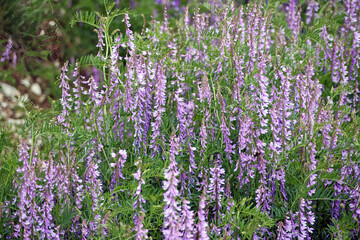 Obraz premium Patch of Fine leaved vetch, Castelluccio di Norcia, Italy 