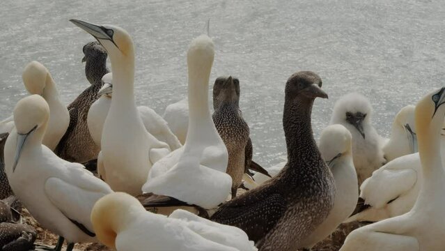 Flock of gannet bird standing on coastline of Amrum island. Huge colony. Close up view
