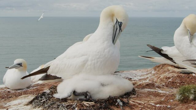 Gannet bird colony with nest on side of Amrum island with ocean view in background