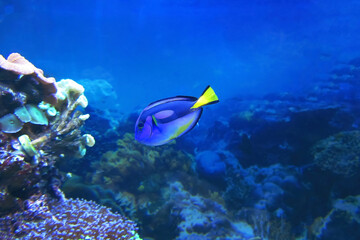 Powder blue tang Acanthurus leucosternon. Against a backdrop of coral and blue ocean