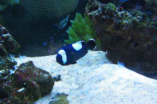 Amphiprion polymnus. A species of fish in the family Pomacentra. Differs from closely related species by a broad white spot behind the dorsal fin. Saddleback clownfish.